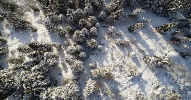 Widok z góry napowietrznych lotnicze ruchu nad śniegiem górskich objętych lasu sosnowego lasu i drogi. Ciepłe słońce. Lot zimą zewnątrz natury scape snowy establisher.4k drone ustanawiającego strzał prosto w dół — Wideo stockowe