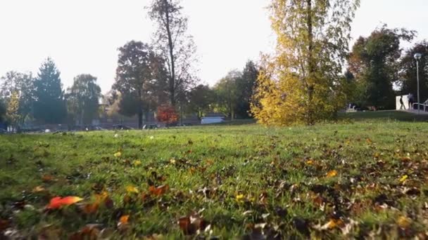 POV marche sur la pelouse dans le parc urbain par une journée ensoleillée d'automne. 4k Point de vue avant tir de cardan d'automne 
