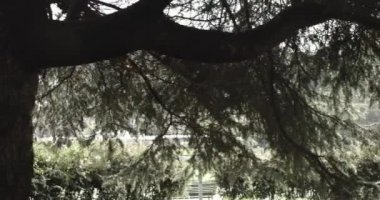 Kadın soğuk mevsimde şehir caddesinde koşuyor ve park ediyor. Kötü hava koşucusu. Şehir parkında kış koşusu. Geriye bakış. Sportif kadın koşuyor..