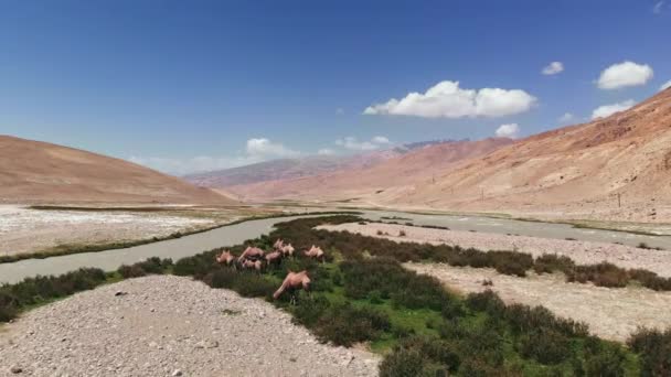 Aérea sobre el río Panji y camellos cerca de las áridas montañas del desierto. Pamir carretera ruta de la seda aventura en Kirguistán y Tayikistán región desértica, Asia central. — Vídeo de stock