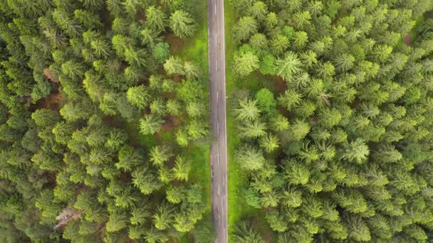 Von oben nach unten Luftbild fliegen über Waldstraße mit auto.green Bäume von Wäldern wachsen auf beiden Seiten. Auto fährt auf Waldstraße: Oberantenne: Auto fährt durch Kiefernwald — Stockvideo