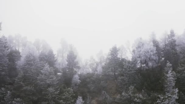 Havas fenyőerdők előre légi felhős rossz idő. Ködös hegyi erdő Fagyal borított fák télen drone repülés Rendelőnkben. — Stock videók