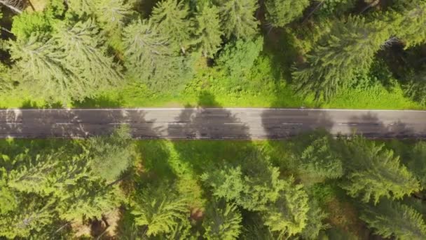 Von oben nach unten Luftbild fliegen über Waldstraße mit auto.green Bäume von Wäldern wachsen auf beiden Seiten. Auto fährt auf Waldstraße: Oberantenne: Auto fährt durch Kiefernwald — Stockvideo