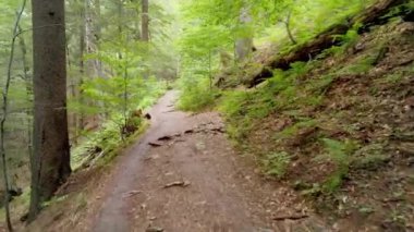Yeşil ormandaki patika yolunda yürüyüş. Ormanda çamurlu yolda yürümenin bakış açısı. Kara orman yürüyüşü.