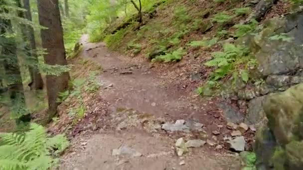 POV wandelen op pad door groen bos. Standpunt Wandelen in het bos op modderig pad. Zwarte boswandeling. — Stockvideo