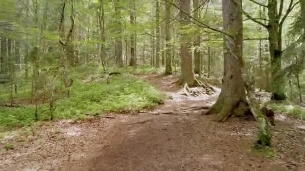 POV hiking on trail path through green forest. Point of view Walking in the forest on muddy path. Black forest hike. — Stock Video