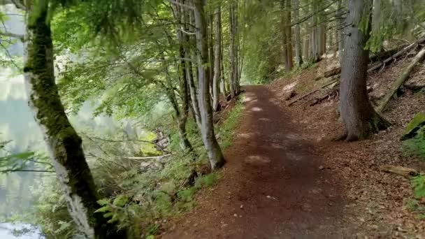 POV vandreture på stien gennem grøn skov. Udsigtspunkt At gå i skoven på mudret sti. Sort skovvandring . – Stock-video