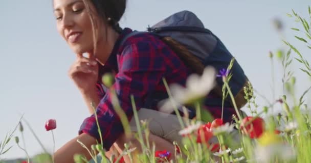 Smiling woman smelling and picking flowers from field.Side view,close-up,slow motion.Crouched smiling woman among red flowers outdoor. Sunny weather — Stock Video