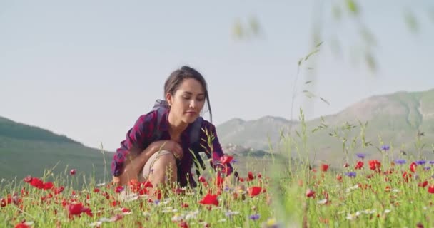 Smiling woman smelling and picking flowers from field.Front view, medium shot, slow motion.Crouched smiling woman among red flowers outdoor. Солнечная погода — стоковое видео
