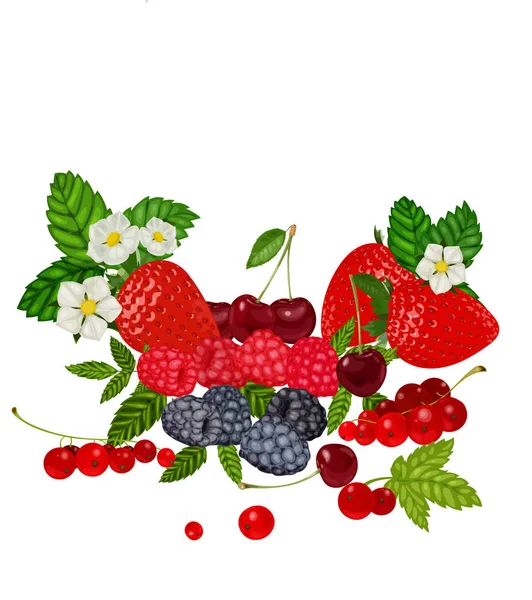 Μούρα που εικονογράφηση φορέα. Φράουλα, μύρτιλο, κεράσι, βατόμουρο, κόκκινη σταφίδα. — Διανυσματικό Αρχείο