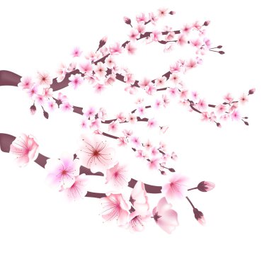Gerçekçi sakura Japonya kiraz dal çiçek açan çiçekler vektör çizim ile