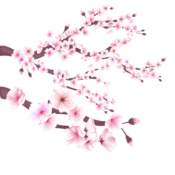 Realistiska sakura japan körsbär gren med blommande blommor vektor illustration — Stock vektor