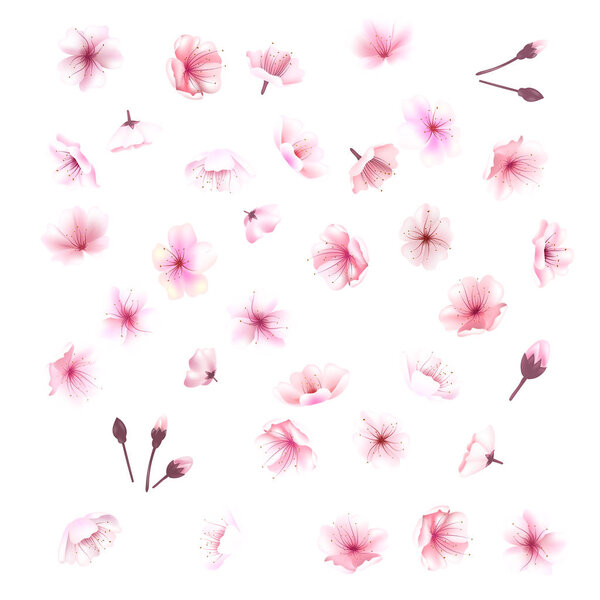 Cherry blossom, flowers of sakura, set, pink,  collection,vector illustration