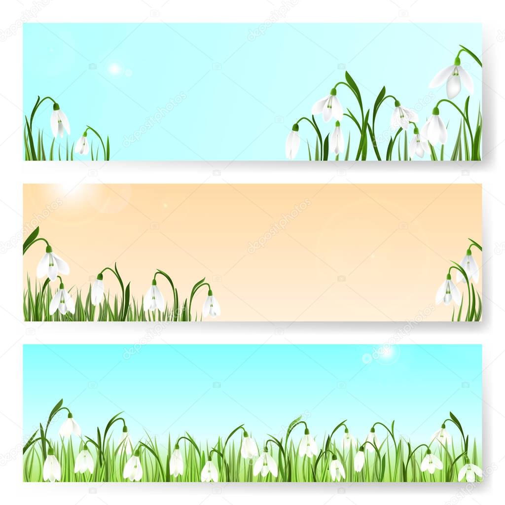 Spring background with snowdrop flowers, green grass, swallows and blue sky.