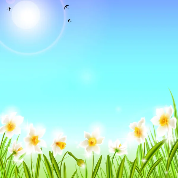 Fondo primaveral con flores narcisas narcisas, hierba verde, golondrinas y cielo azul . — Vector de stock