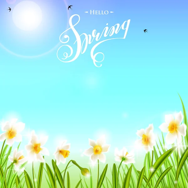 Spring background with daffodil narcissus flowers, green grass, swallows and blue sky. — Stock Vector