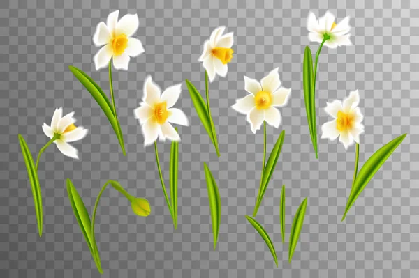 Нарцисс. Векторные реалистичные цветы. На прозрачном фоне . — стоковый вектор