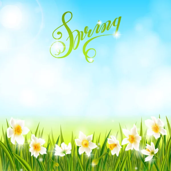 Spring background with daffodil narcissus flowers, green grass, swallows and blue sky. — Stock Vector