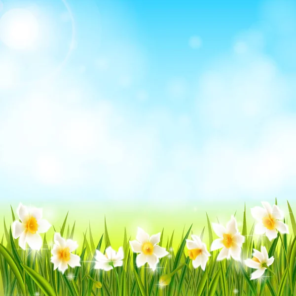 Fondo primaveral con flores narcisas narcisas, hierba verde, golondrinas y cielo azul . — Vector de stock