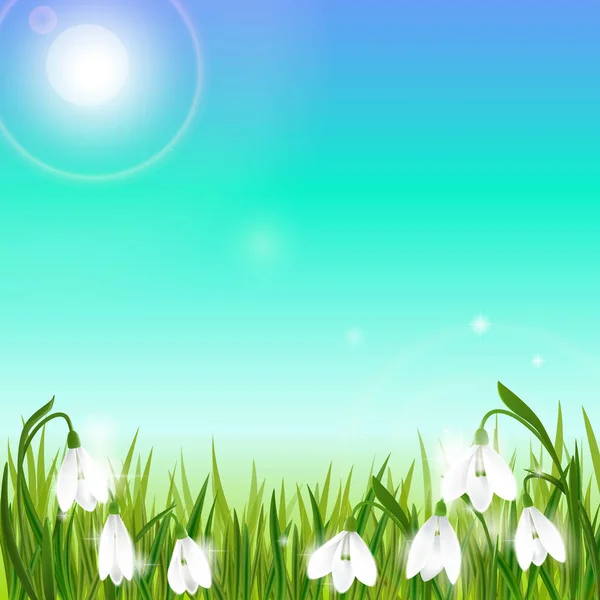 Fond printanier avec des fleurs de chute de neige, herbe verte, hirondelles et ciel bleu . — Image vectorielle