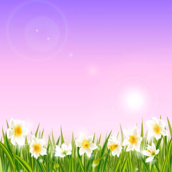 Våren bakgrund med påsklilja narcisser blommor, grönt gräs, svalor. — Stock vektor