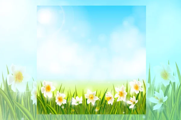 Fondo primaveral con flores narcisas narcisas, hierba verde, golondrinas y cielo azul . — Vector de stock