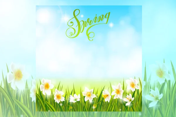 Spring background with daffodil narcissus flowers, green grass, swallows and blue sky. — Stock Vector