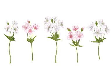 Çiçek alstroemeria beyaz bir arka plan üzerinde. Narin pembe ve beyaz çiçekler, dallar kümesi izole. Vektör çizim