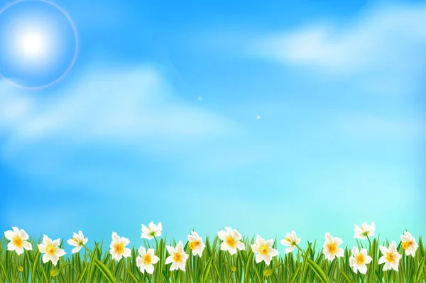 Fondo primaveral con flores narcisas narcisas, hierba verde, golondrinas y cielo azul . — Vector de stock