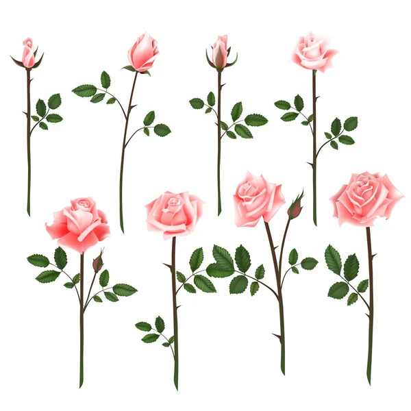 Vector set of pink roses. Four pink roses from bud to full blossom. — Stock Vector