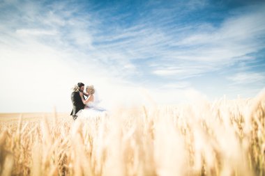 Şık şık mutlu sarışın gelin ve muhteşem damat buğday alan arka plan mavi gökyüzüne üzerinde poz