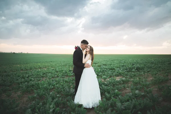 Beau couple dans le champ, Amoureux ou jeunes mariés posant sur le coucher du soleil avec un ciel parfait — Photo