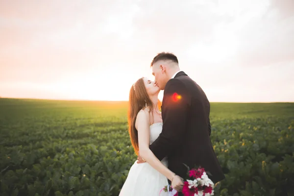 Vackra par i fält, älskare eller nygift poserar på solnedgången med perfekt sky — Stockfoto