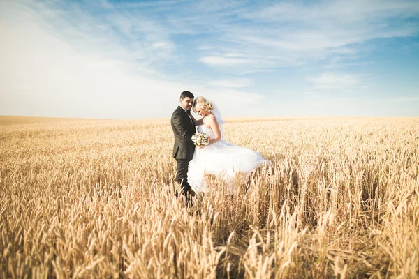 Hermosa pareja de boda, novia y novio posando en el campo de trigo con cielo azul — Foto de Stock