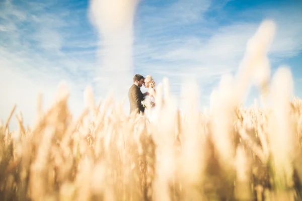 Mooie bruidspaar, bruid en bruidegom poseren op tarweveld met blauwe lucht — Stockfoto
