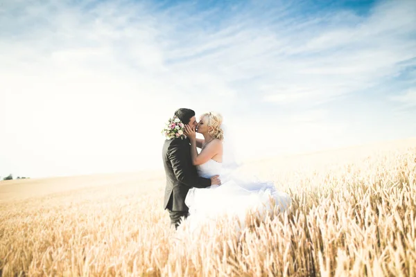 Elegante elegante novia rubia feliz y magnífico novio posando en el campo de trigo en el cielo azul de fondo —  Fotos de Stock