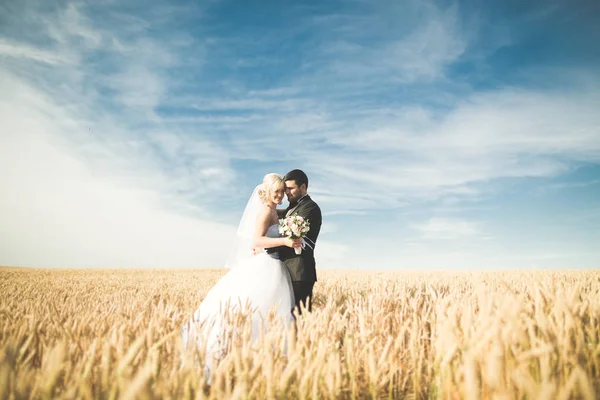 Güzel düğün çift, gelin ve damat buğday alan mavi gökyüzü ile poz — Stok fotoğraf