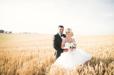 Güzel düğün çift, gelin ve damat buğday alan mavi gökyüzü ile poz