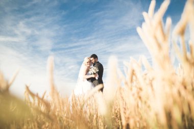 Şık şık mutlu sarışın gelin ve muhteşem damat buğday alan arka plan mavi gökyüzüne üzerinde poz