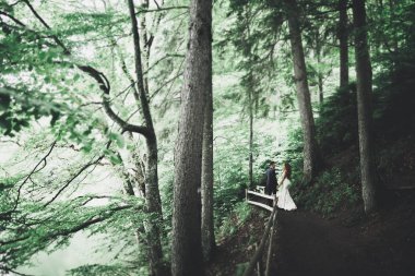 Romantik, peri masalı, mutlu yeni evli çift parkta sarılıp öpüşüyor, arka planda ağaçlar...