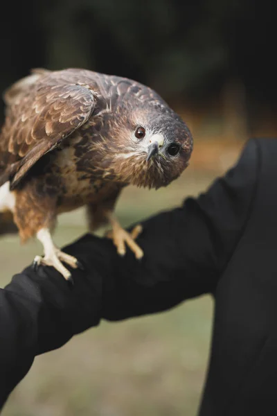 Un halcón peregrino posado sobre un muñón — Foto de Stock