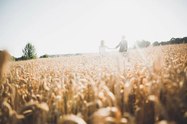 Lovely wedding couple, bride and groom posing in field during sunset — Stock Photo, Image