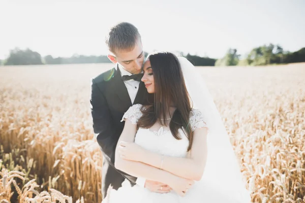 Bella coppia di nozze, sposa e sposo in posa in campo durante il tramonto — Foto Stock