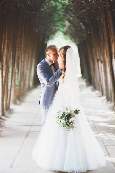 Mükemmel bir çift gelin ve damat düğün günlerinde poz verip öpüşürler. — Stok fotoğraf