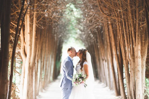 Schönes junges Hochzeitspaar küsst und lächelt im Park — Stockfoto