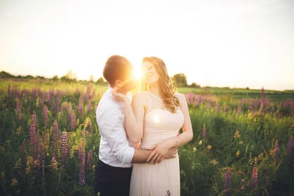 Beautiful couple, bride, groom kissing and hugging in the field sunset — Stock Photo, Image