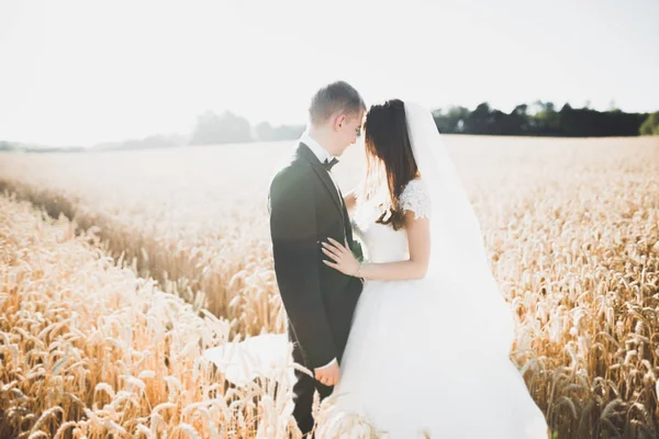 Vackra bröllopsparet, bruden och brudgummen poserar på vete fält med blå himmel — Stockfoto