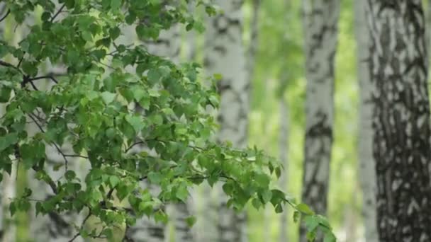 Die Blätter auf dem Hintergrund der Birken — Stockvideo