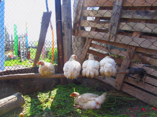 Csirke a gazdaságban — Stock Fotó