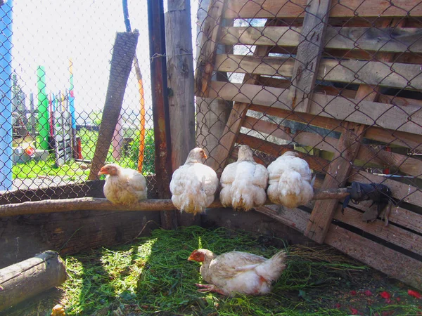 Pollo en la granja — Foto de Stock